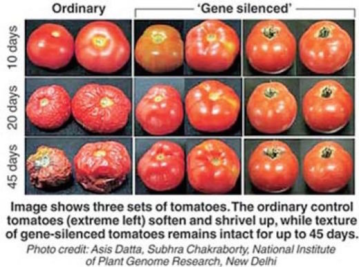 GMO tweaked tomatoes