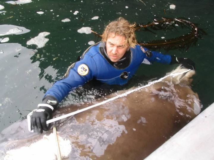 Click to enlarge In 2004 Reid Brewer of the University of Alaska Southeast measured an unusual beaked whale that turned up dead in Alaska's Aleutian Islands. A tissue sample from the carcass later showed that the whale was one of the newly identified species.