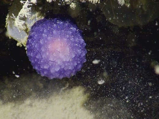 purple orb