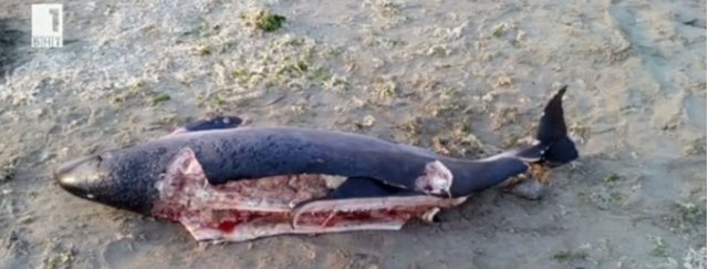 Dead dolphin