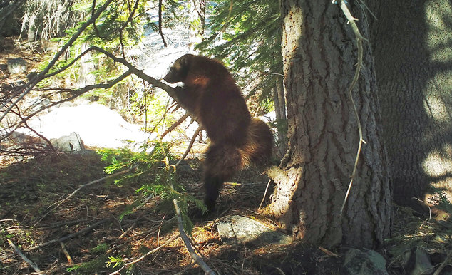 Click to enlarge This May 18 photo taken from a remote camera, set up by biologist Chris Stermer, shows a wolverine in the Tahoe National Forest in California.