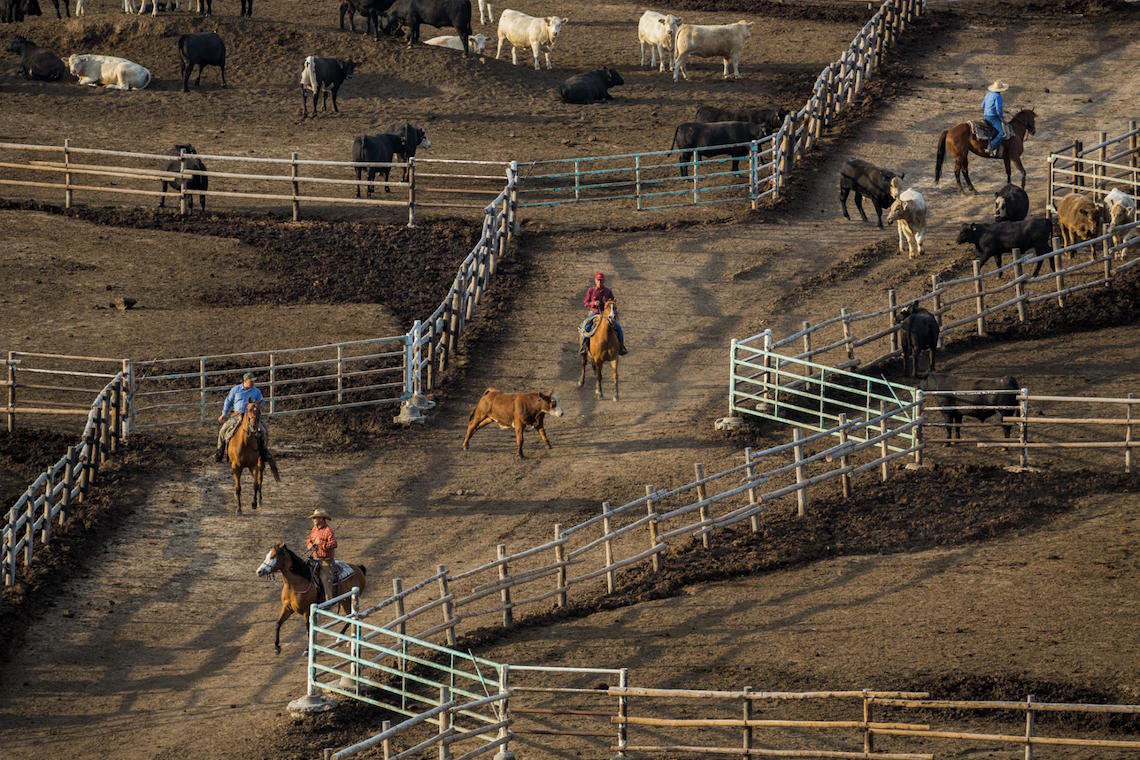 Feedlot Kansas