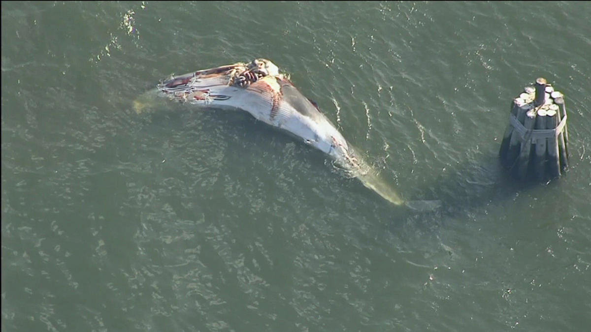Click to enlarge A dead whale was found floating in the Hudson River off New Jersey.