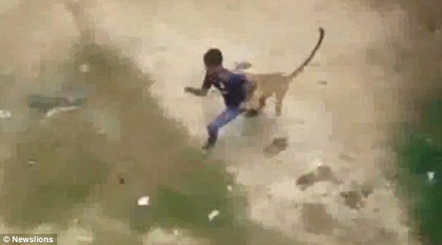 In the footage the big cat can be seen charging out of a building and pouncing on a man in white shirt before dashing away