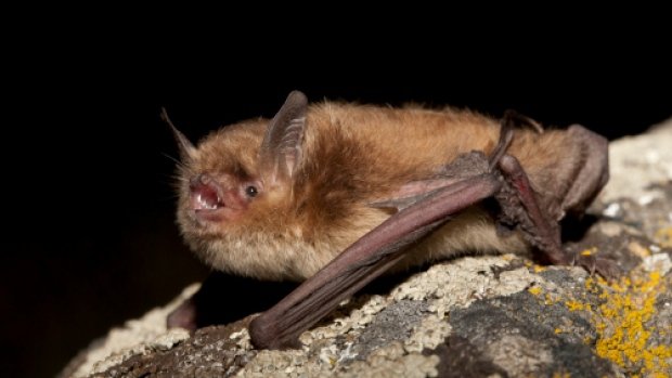 Click to enlarge When a bat