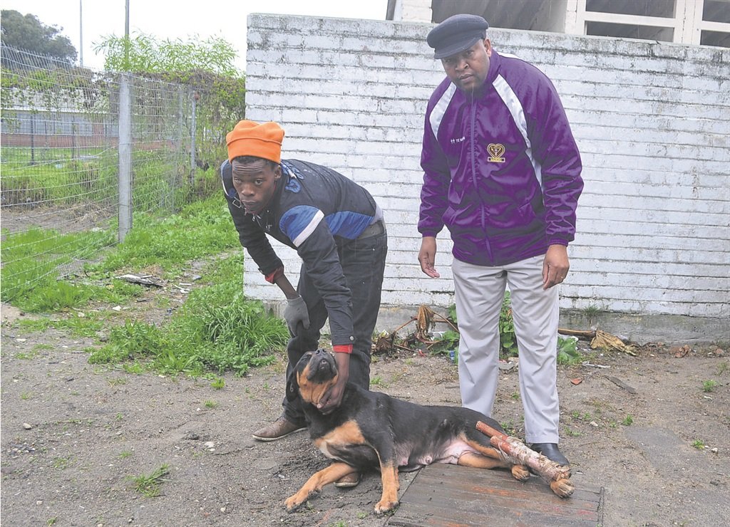Thula Makoa and the female Rottweiler, bearing its injuries. Beside them is Reverend Moeketsi Mototjane, of the Holy Cross Anglican Church in Nyanga