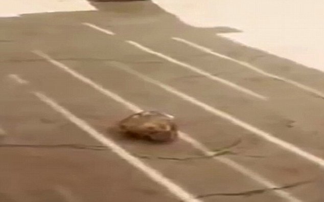 Footage taken by a bystander on a mobile phone showed the large rock on the floor after it was thrown by the animal 