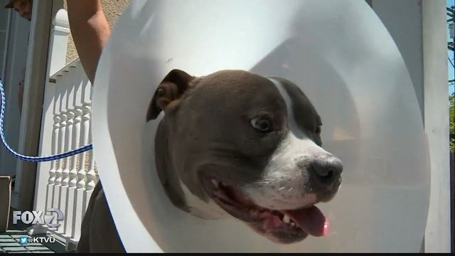 Dog shot by police