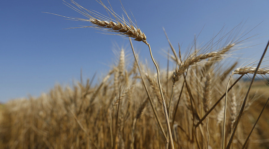 GMO wheat