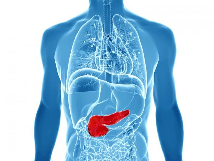 Click to enlarge Pancreas