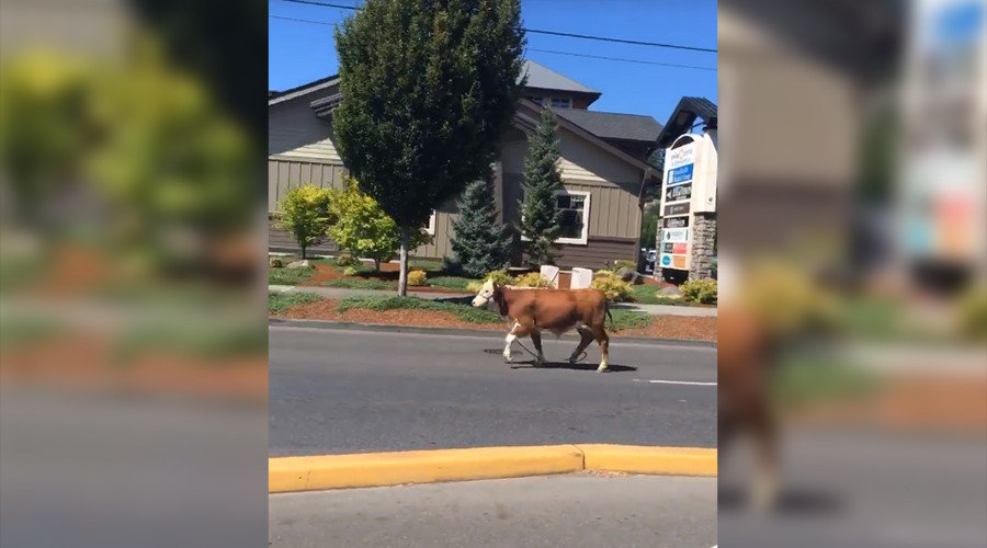 Outlaw cow on the run
