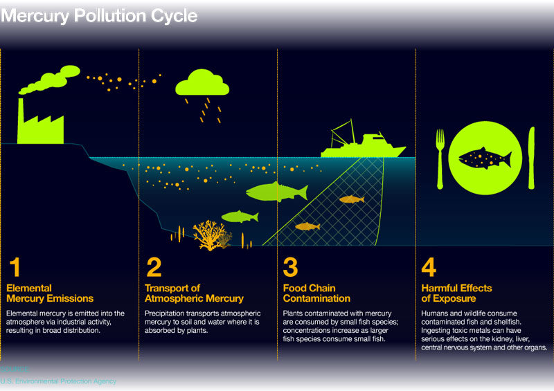 Click to enlarge Murcury Pollution Cycle