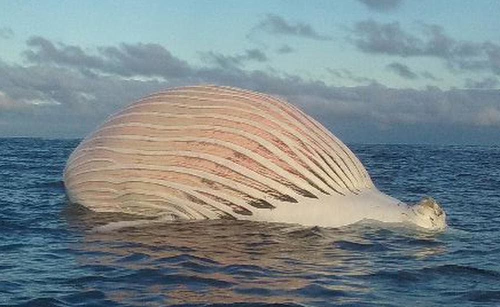 The dead whale in the ocean. 