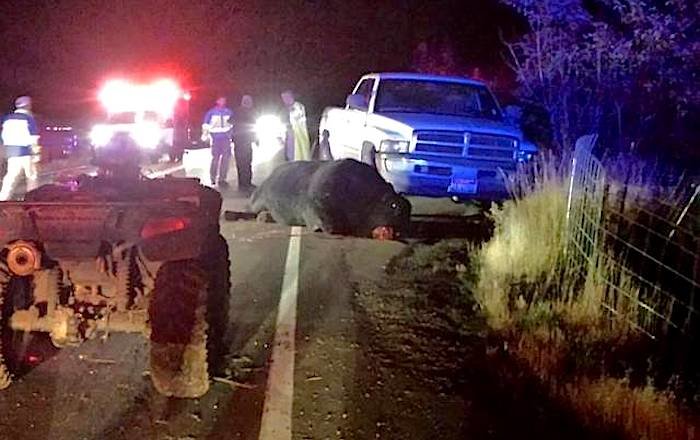 Scene of bull shooting