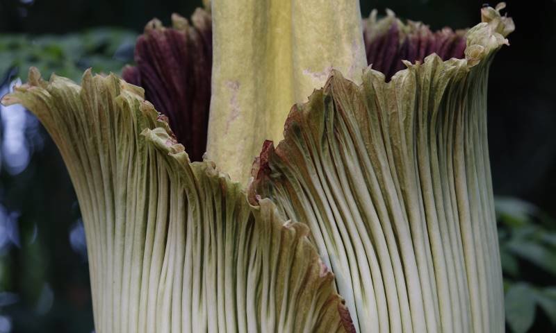 corpse flower