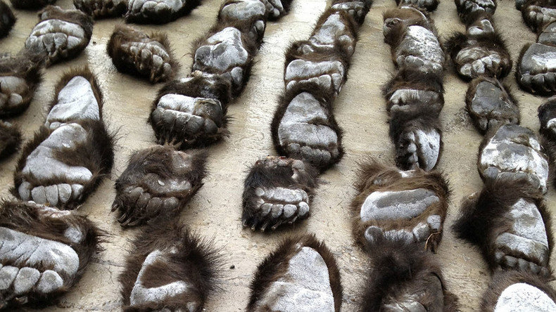 bear paws customs Russia