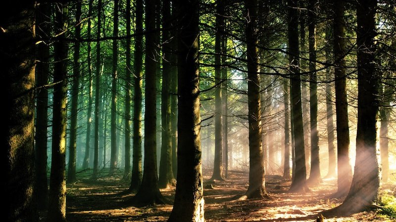 sunshine forest