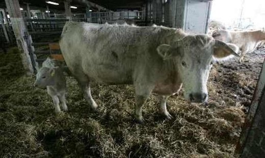 Click to enlarge Swedish livestock