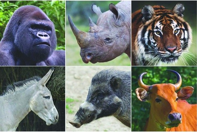 Click to enlarge megafauna extinction