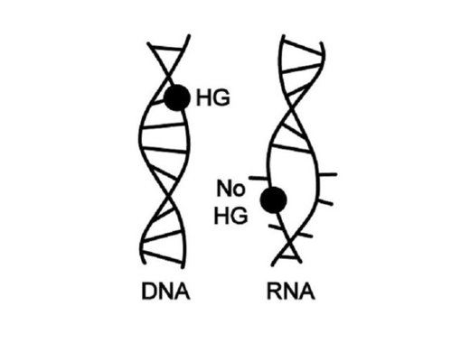 Click to enlarge DNA & RNA