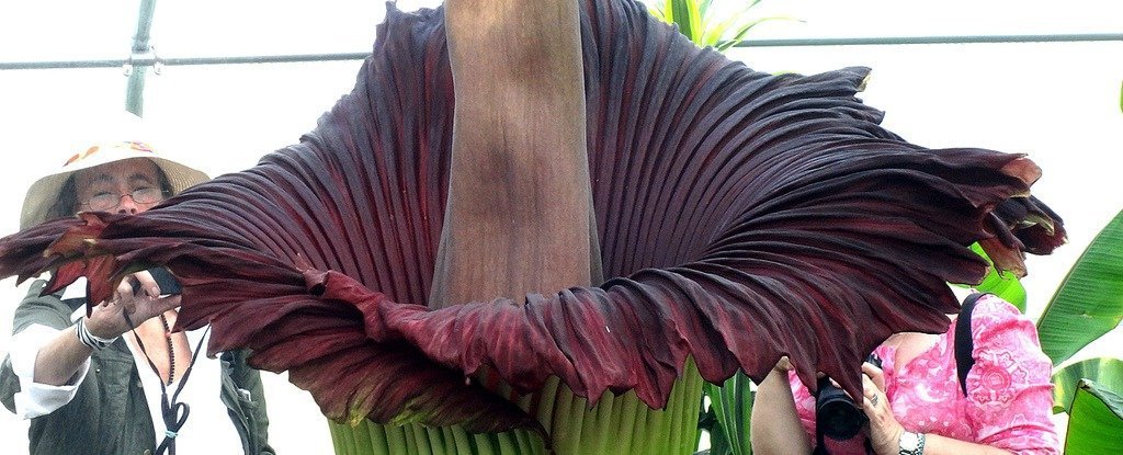 corpse flower