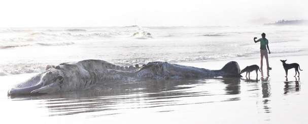 Click to enlarge dEAD whale
