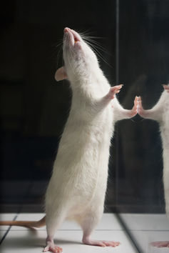 Click to enlarge lab mouse