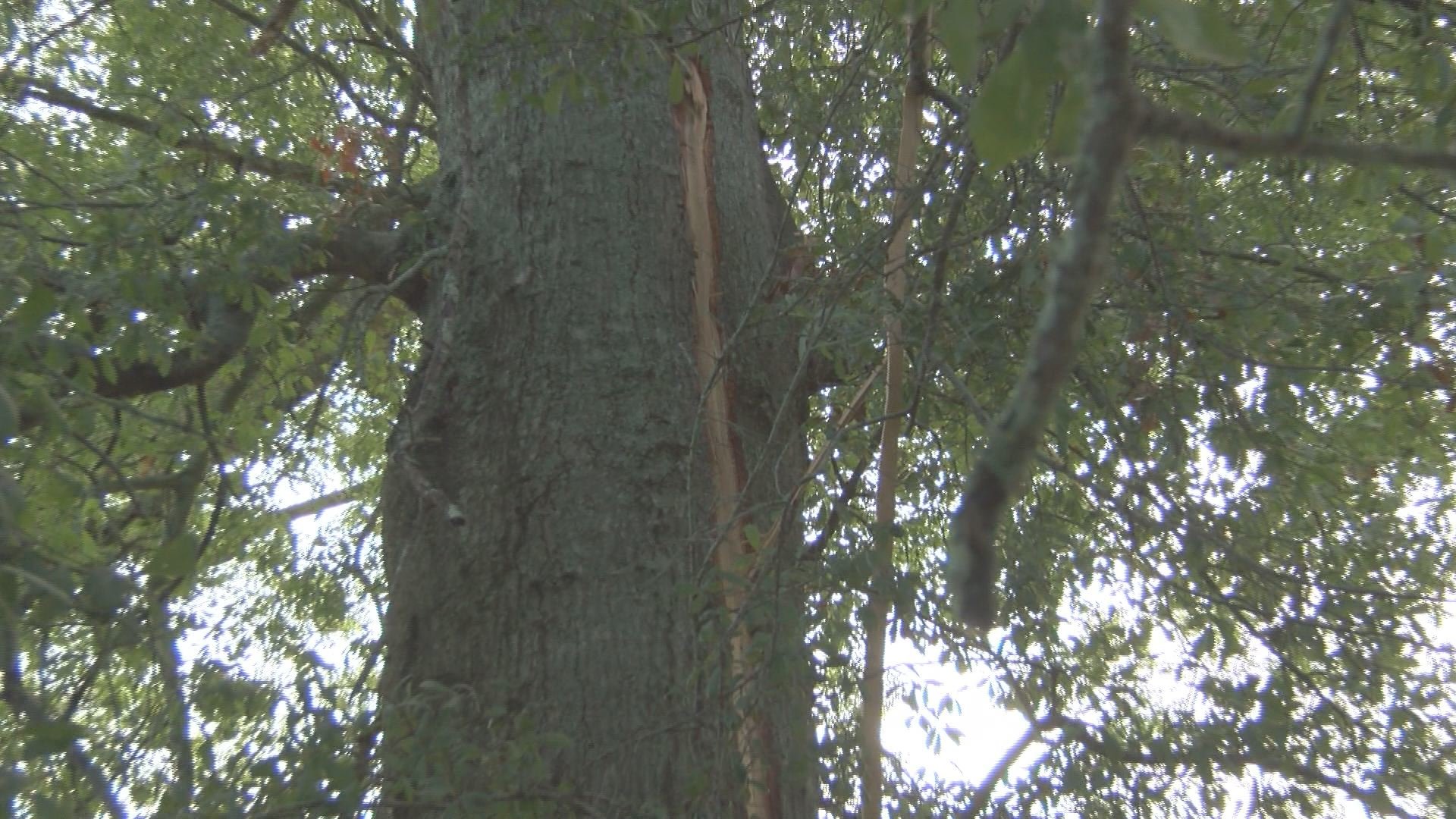 Pretty Boy's owners believe that he was struck by lightning.