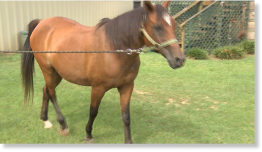 Pretty Boy was among four horses that refused to come back inside at the Star K Equestrian Center when the storm rolled through Monday. 