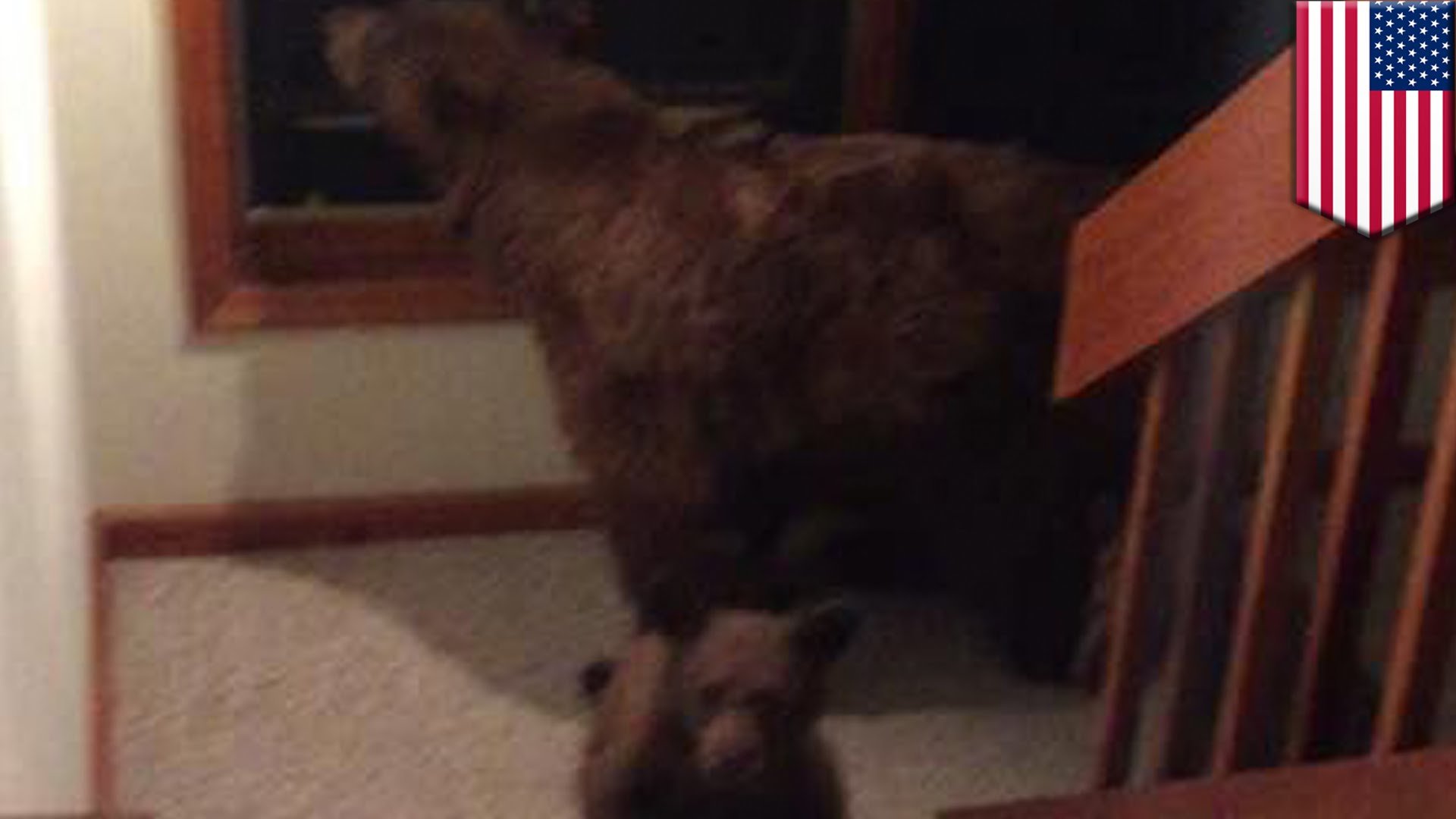 Bear breaks into house