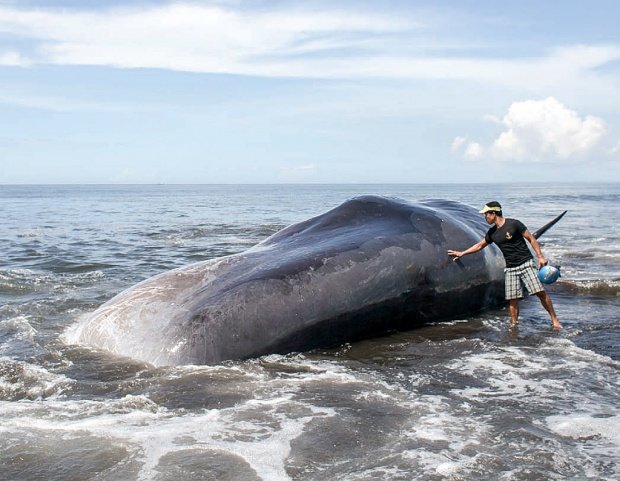 Dead whale