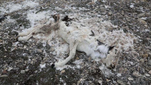 One of 47 carcasses found on Prince Charles Island.