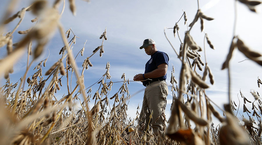 monsanto soy contamination