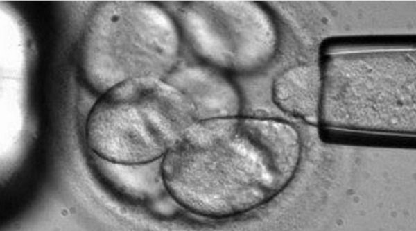 Click to enlarge stem cell research