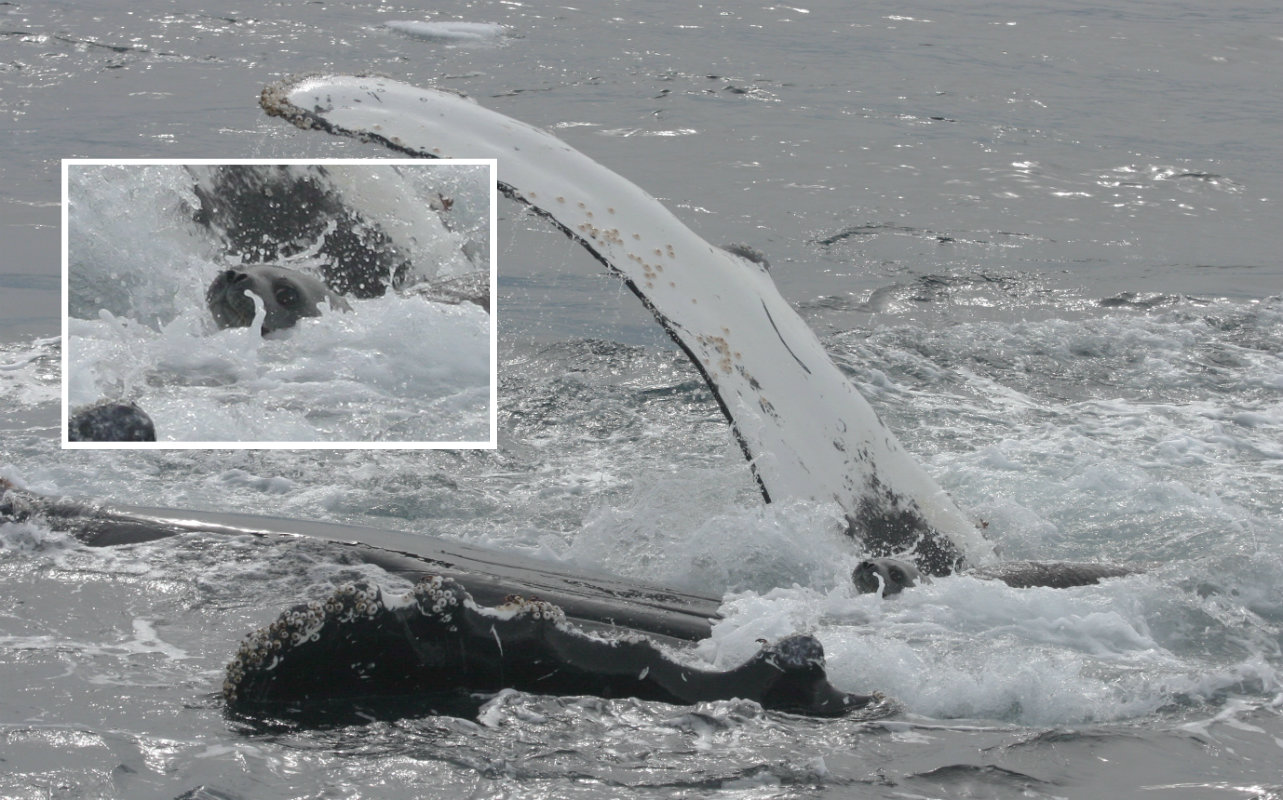 humpback whale saving seal