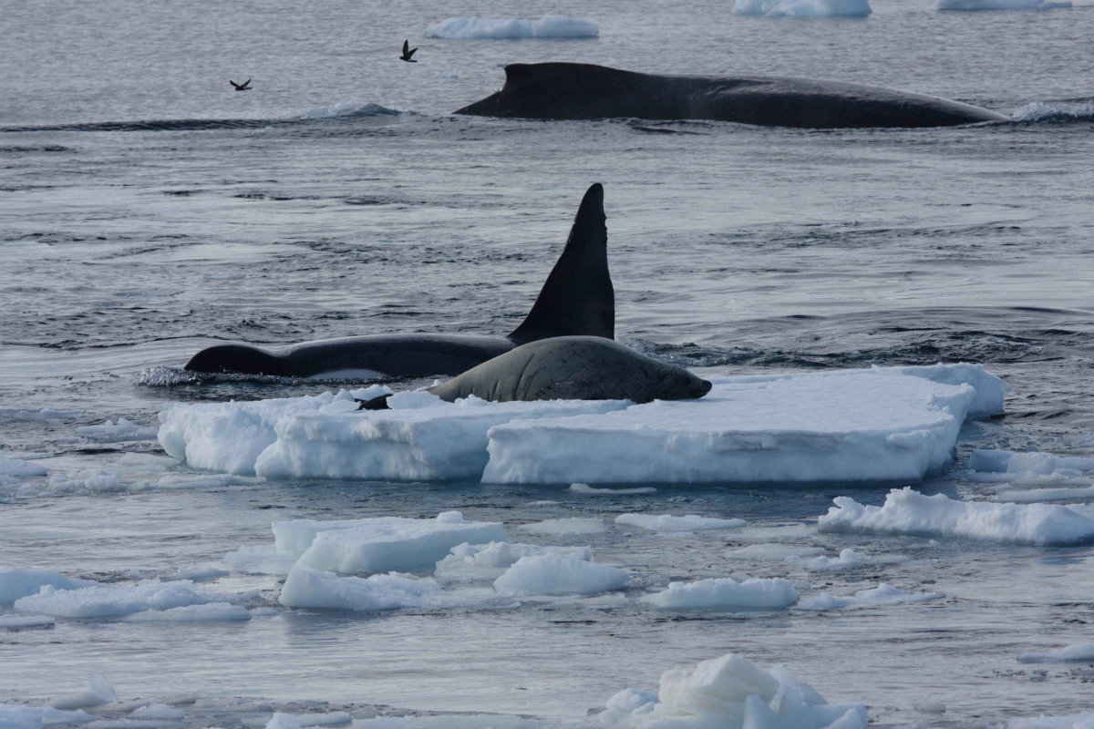 Pair of humpbacks saving seal