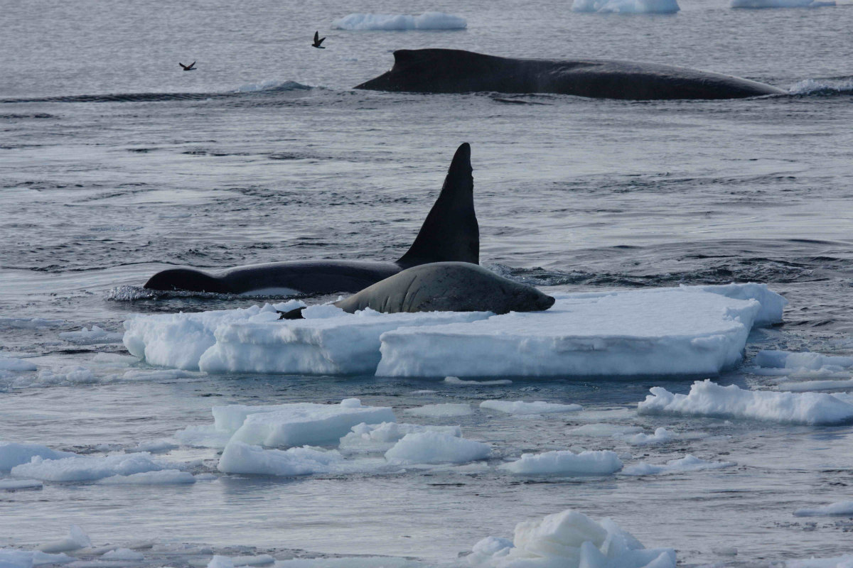 Click to enlarge Pair of humpbacks saving seal