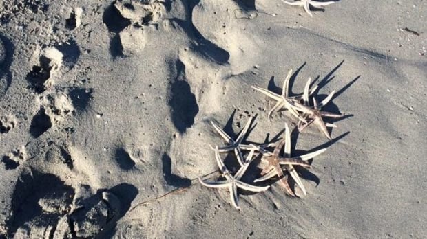 Dead star fish have washed up at South Beach.