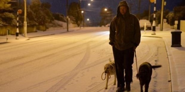 Click to enlarge new zealand man walking dogs