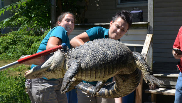 alligator 