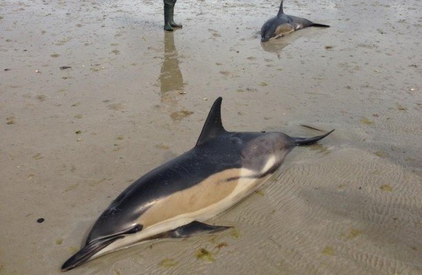 Click to enlarge Stranded dolphins