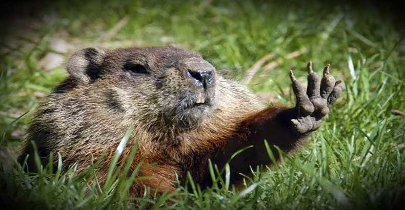 groudhog