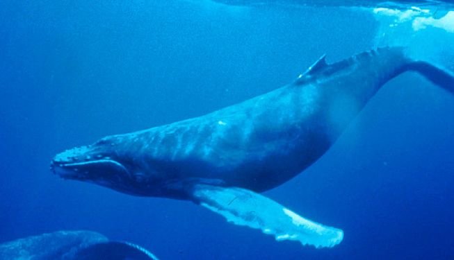 Click to enlarge humpback whale