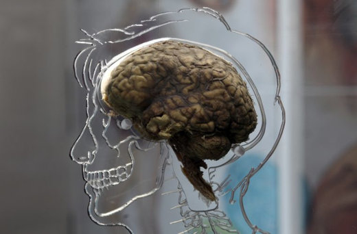Brain