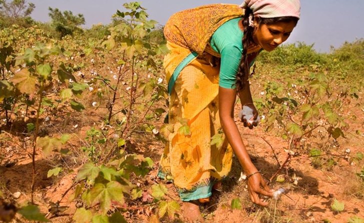 Bt cotton, indian farmers, Monsanto cotton
