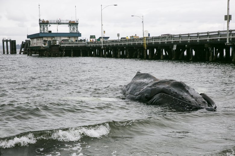 A humpback whale that had just died lies stranded near the Fauntleroy ferry terminal. 