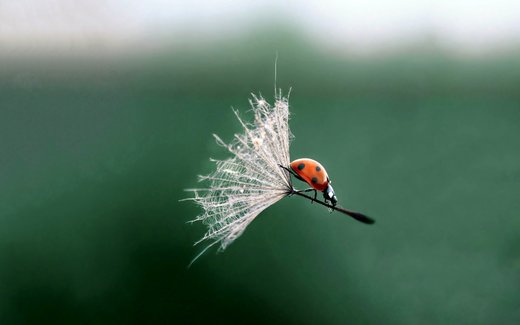 Click to enlarge Glider