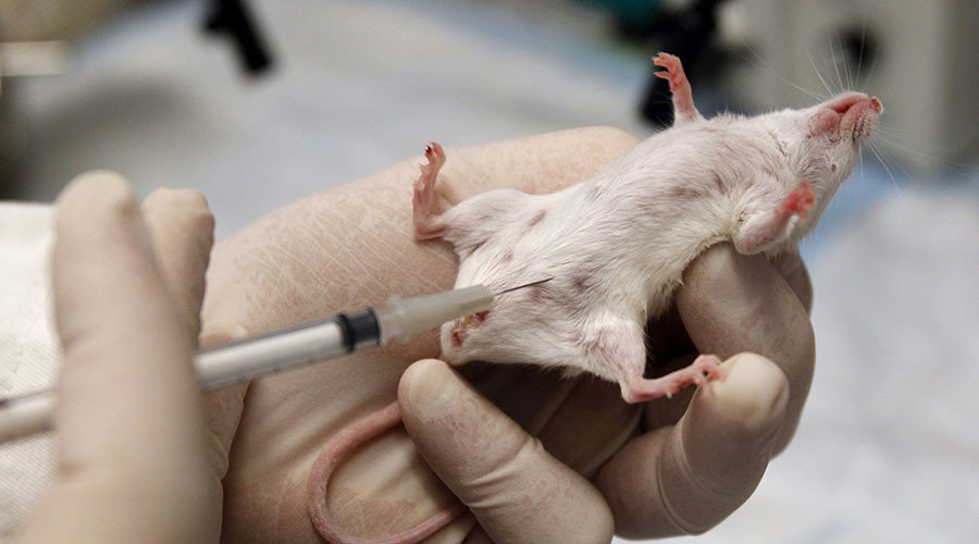 animal testing