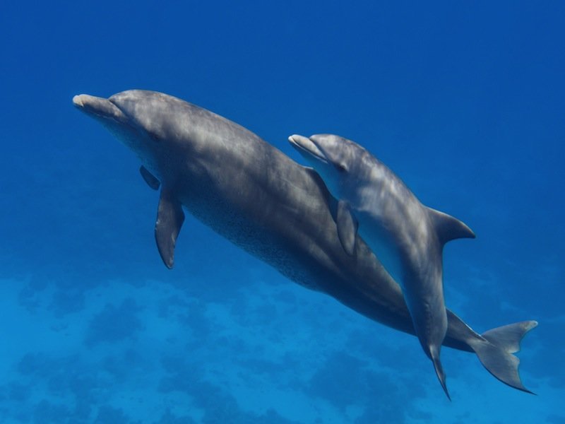 Click to enlarge Dolphins