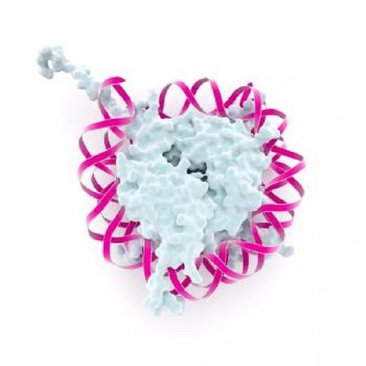 nucleosome diagram